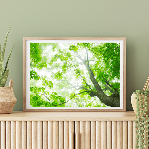 霧に煙るブナの森 インテリアアートポスター IVYL-052 森林 青森 風景