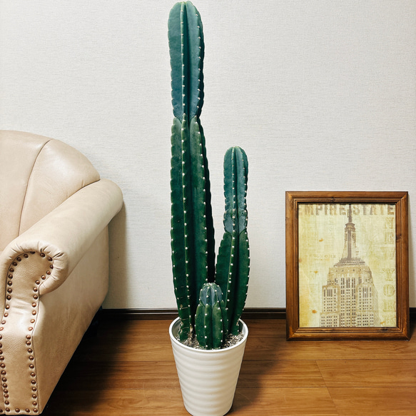 現品］G 柱サボテン 鬼面角 3本立て 8号 観葉植物 大型 棘無し