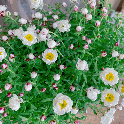 値下げ！春色♡【花かんざしガーデニング】可愛い小花の寄せ植え