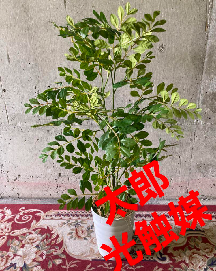 光触媒 人工観葉植物 ウォールグリーン フェイクグリーン 胡蝶蘭 光触媒 人工観葉植物 ウォールグリーン フェイクグリーン 胡蝶蘭