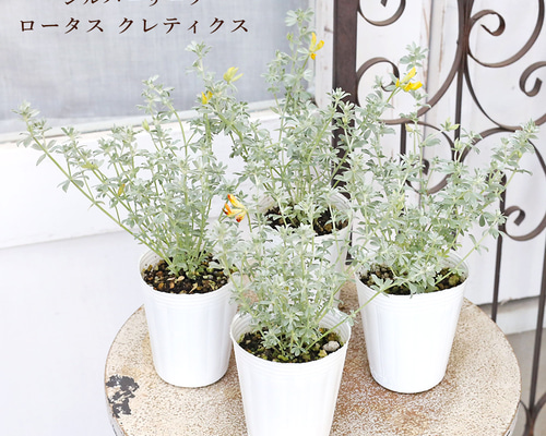 草花苗 ロータス クレティクス 2.5号 常緑 多年草 シルバーリーフ