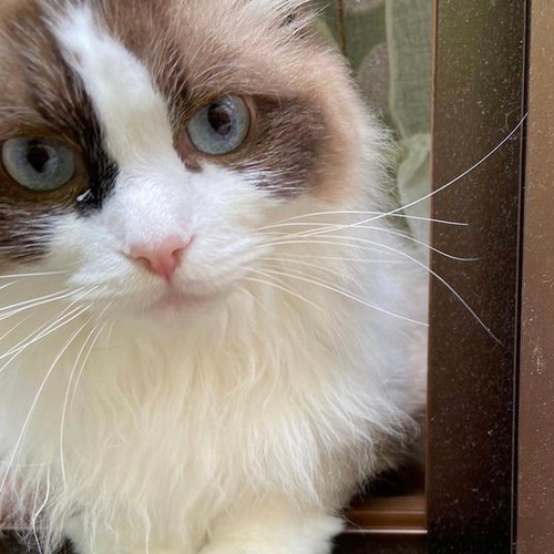 オーダーメイド 髭刺し 犬 猫 名入れ おもちゃ・ペット小物 Hearth