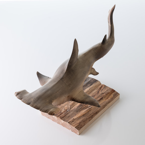 シュモクザメ(楓)大37cm 立体・オブジェ カエルの一生 通販 17364882