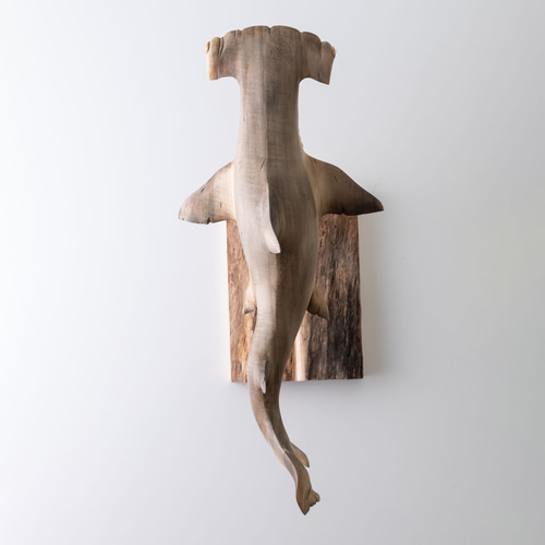 シュモクザメ(楓)大37cm 立体・オブジェ カエルの一生 通販 17364882