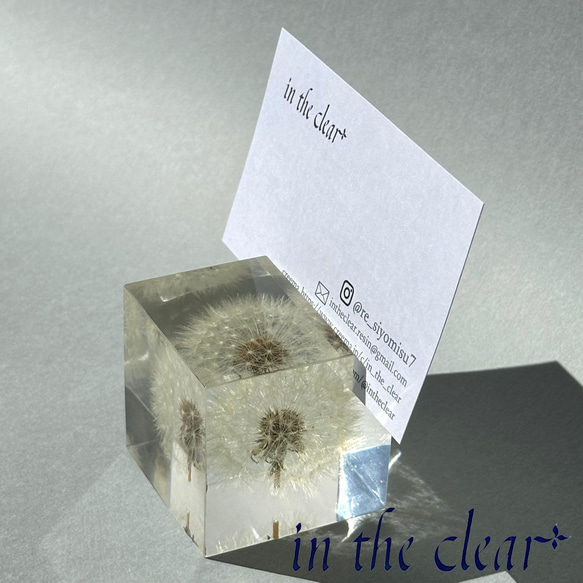 植物標本　たんぽぽ綿毛　レジン　カードスタンド 3枚目の画像