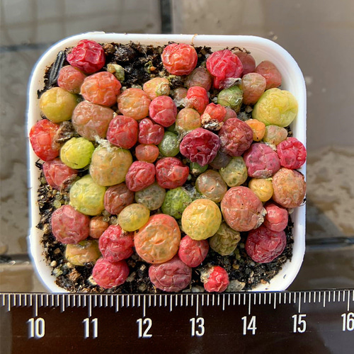 農園直売 多肉植物 コノフィツム属 翠光玉MIX 30-40頭セット 超お得