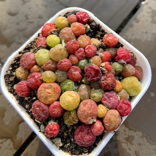 専用❤️速達＋300同梱-50円多肉植物　コノフィツム　クビクム　群生　鉢のまま 雨月 群生type A3666☆コノフィツム メセン類 多肉植物☆「送料