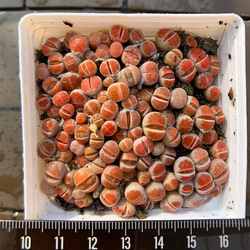 578.多肉植物 寄せ植え アエオニウム属 ガーネット白斑錦（群）特大 超