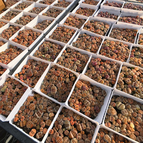 S80 菊章玉の特選セット 多肉植物リトープス/コノフィツム/メセン抜き