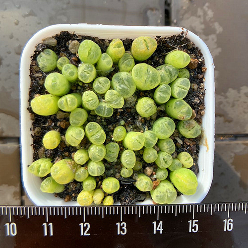 農園直売 多肉植物 コノフィツム属 風鈴玉（緑） 40-45頭セット 超お得