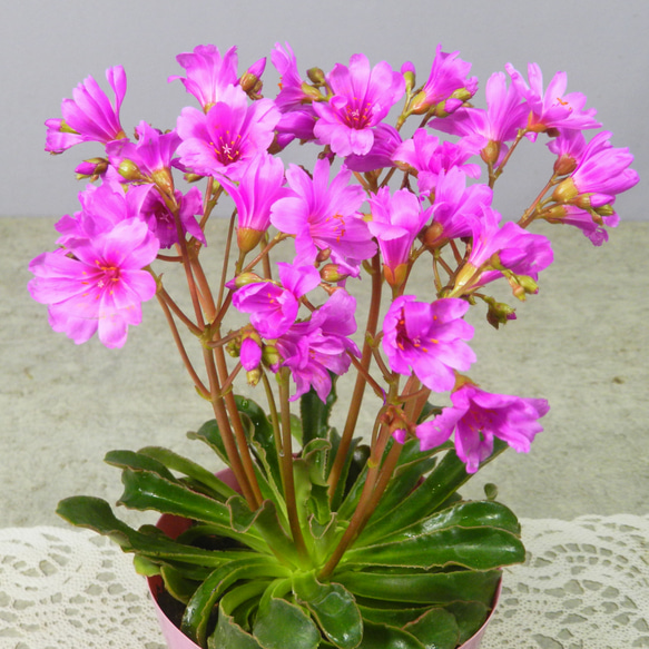 奈良産プレミアム苺【古都華（ことか）】5L 超特大玉 旨さ甘さ