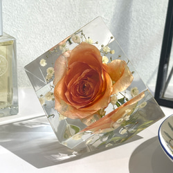 本物の薔薇の片口立方体キューブ/植物標本/固まるハーバリウム/レジンフラワー /オレンジの薔薇と霞草/348g 1枚目の画像