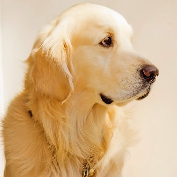 【オーダーメイド】ペット刺繍〜ゴールデンレトリバーのブローチ〜 人気・おすすめ｜使いやすい・旅行におすすめ 品質保証 全国発送 在庫限り