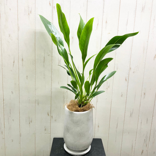 Anthurium willdenowii アンスリウム ウィルディノウィ セメント鉢