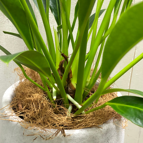 Anthurium willdenowii アンスリウム ウィルディノウィ セメント鉢