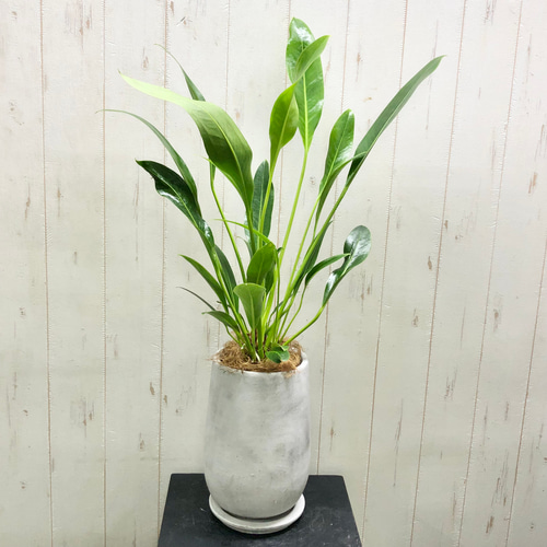Anthurium willdenowii アンスリウム ウィルディノウィ セメント鉢