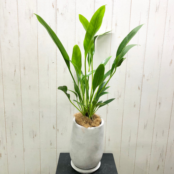 専用⑤に変更→アンスリウム確認用Anthurium 現在価格は⑤の1鉢分 PLANCHU 観葉植物 アンスリウム クラリネルビウム 5号鉢 受け皿付き