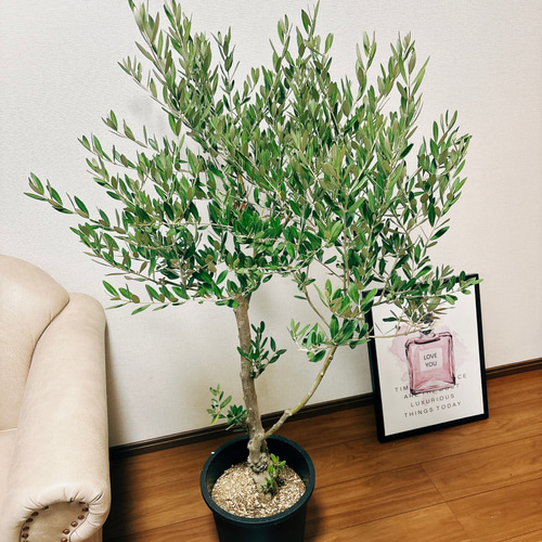 オリーブの木 ミッション【引取り限定】 オリーブの木 ミッション 9号鉢 引き取り限定