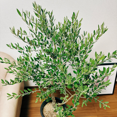 現品］創樹 オリーブ ミッション 9号 観葉植物 大型 屋外 ベランダ
