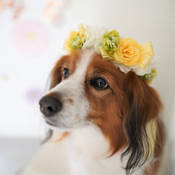 ペットの花冠】ペットグッズ　ペット　犬　猫　フラワー　花冠　バラ　白　黄色　ギフト　チョーカー　ヘッドドレス 3枚目の画像