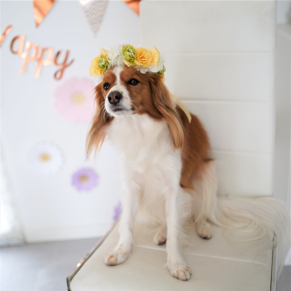 ペットの花冠】ペットグッズ　ペット　犬　猫　フラワー　花冠　バラ　白　黄色　ギフト　チョーカー　ヘッドドレス 6枚目の画像