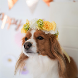 ペットの花冠】ペットグッズ　ペット　犬　猫　フラワー　花冠　バラ　白　黄色　ギフト　チョーカー　ヘッドドレス 5枚目の画像