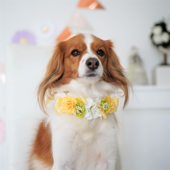 ペットの花冠】ペットグッズ　ペット　犬　猫　フラワー　花冠　バラ　白　黄色　ギフト　チョーカー　ヘッドドレス 7枚目の画像