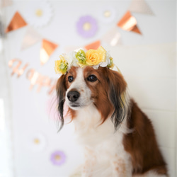 ペットの花冠】ペットグッズ　ペット　犬　猫　フラワー　花冠　バラ　白　黄色　ギフト　チョーカー　ヘッドドレス 2枚目の画像