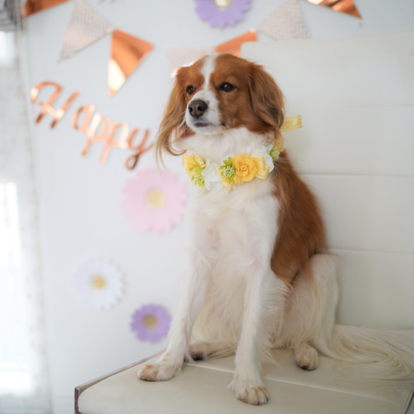 ペットの花冠】ペットグッズ　ペット　犬　猫　フラワー　花冠　バラ　白　黄色　ギフト　チョーカー　ヘッドドレス 8枚目の画像