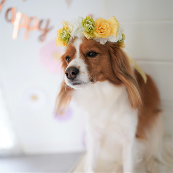 ペットの花冠】ペットグッズ　ペット　犬　猫　フラワー　花冠　バラ　白　黄色　ギフト　チョーカー　ヘッドドレス 4枚目の画像