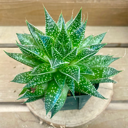 多肉植物 ガステラロエ ペグイニー（ベイニー） 多肉植物 plant life