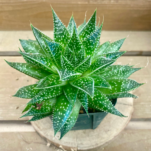 多肉植物 ガステラロエ ペグイニー（ベイニー） 多肉植物 plant life