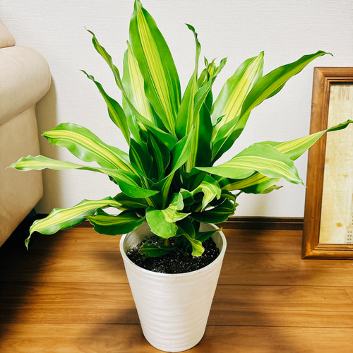 現品］【希少】2番 ドラセナ フレグランスバーリー 8号 観葉植物