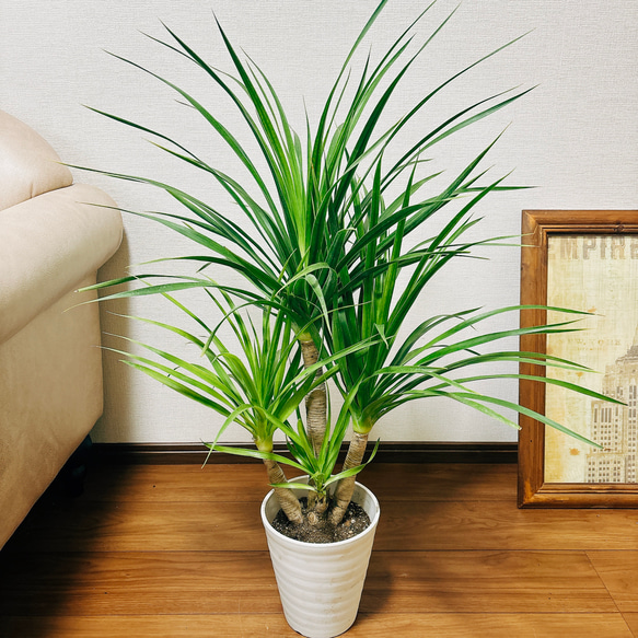 現品　ドラセナ　カンボジアーナ　1番　観葉植物　インテリア　ドライガーデン 現品 ドラセナ カンボジアーナ 1番 観葉植物 ドライガーデン
