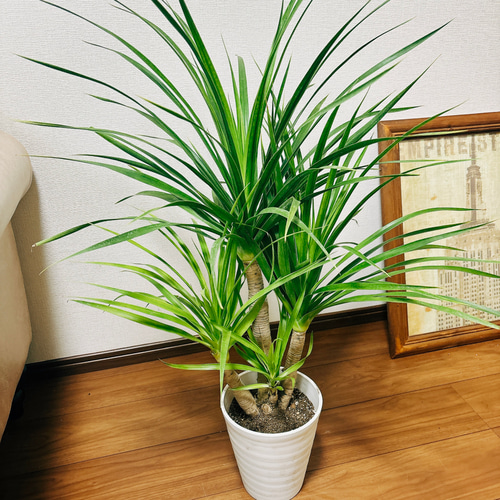 現品］【希少】1番 ドラセナ カンボジアーナ 6号 観葉植物 レア 室内
