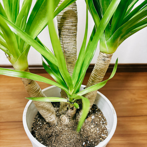 現品］【希少】1番 ドラセナ カンボジアーナ 6号 観葉植物 レア 室内
