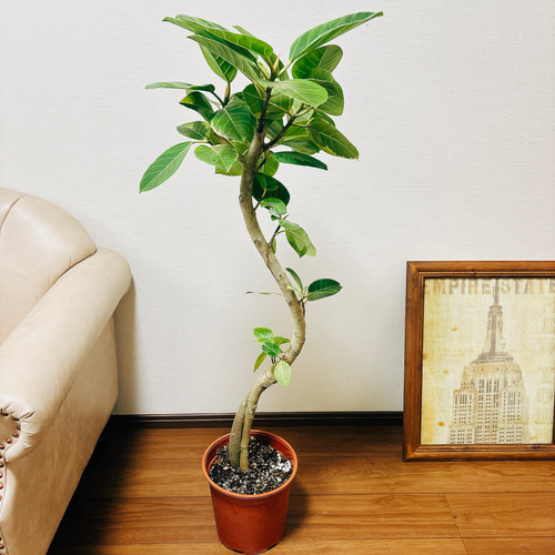 現品］☆人気☆ 3番 フィカス アルテシマ 曲がり 8号 観葉植物