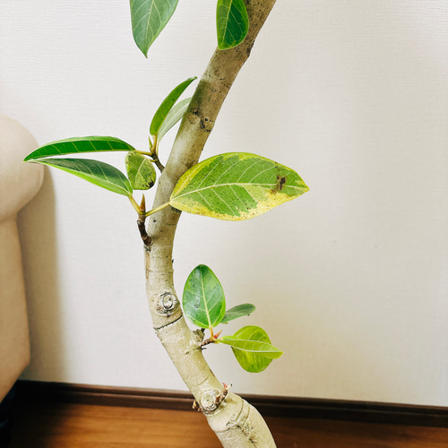 現品］☆人気☆ 3番 フィカス アルテシマ 曲がり 8号 観葉植物