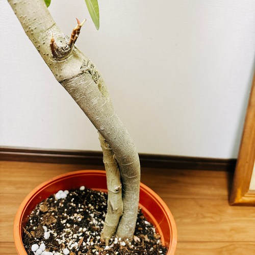 現品］☆人気☆ 3番 フィカス アルテシマ 曲がり 8号 観葉植物
