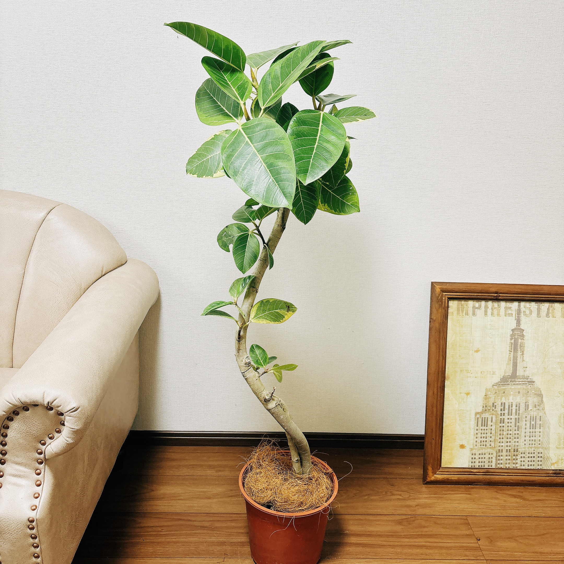 現品］☆人気☆ 3番 フィカス アルテシマ 曲がり 8号 観葉植物
