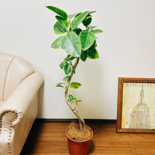 現品　フィカス　ゴムの木　アルテシマ　曲がり　3番　観葉植物　インテリアグリーン フィカス アルテシマ 曲がり 3 観葉植物 室内 大型 現品 フィカス ゴム