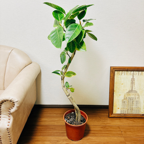 現品　フィカス　ゴムの木　アルテシマ　曲がり　3番　観葉植物　インテリアグリーン フィカス ゴムの木 アルテシマ 曲がり 3番 観葉植物 インテリア