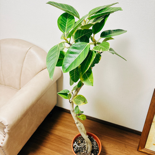 現品］☆人気☆ 3番 フィカス アルテシマ 曲がり 8号 観葉植物