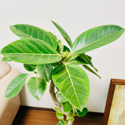 現品　フィカス　ゴムの木　アルテシマ　曲がり　3番　観葉植物　インテリアグリーン 現品］☆人気☆ 3番 フィカス アルテシマ 曲がり 8号 観葉植物