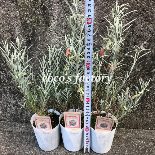 送料込】エレモフィラ♡エミュープランツ♡ダスキー♡シルバーリーフ