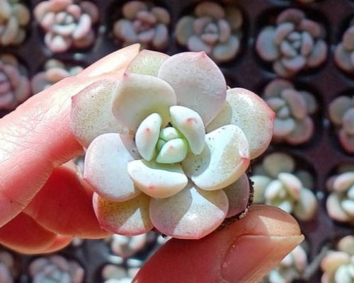 1843baf127678f15616bb7f7185bfb