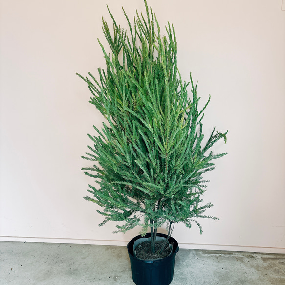 現品］【希少】※売約済※ 法人割アカシアゴールドチップ12号レア大型