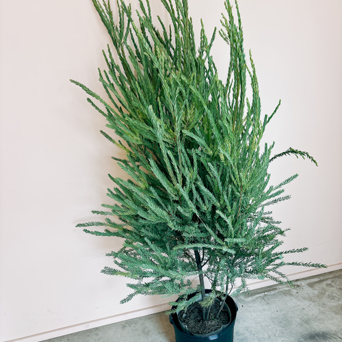 現品］【希少】※売約済※ 法人割アカシアゴールドチップ12号レア大型