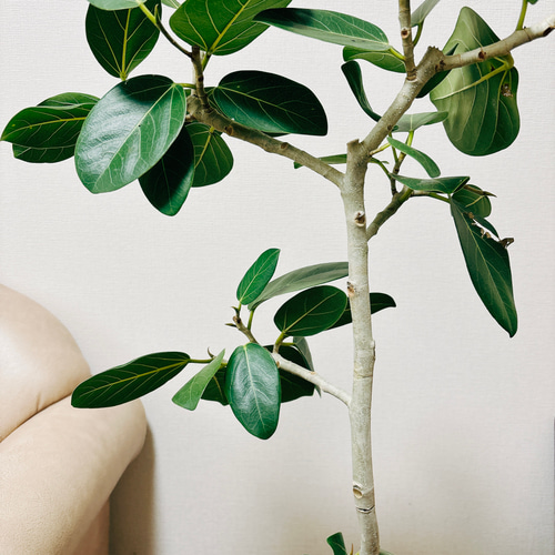 現品］フィカス ベンガレンシス 曲がり 8号 鉢受け皿付き 観葉植物