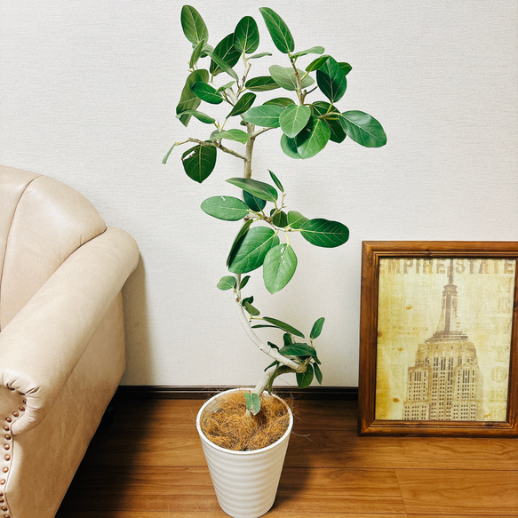 専用　フィカス ウンベラータ 曲がり ファイバー鉢 お皿付き 観葉植物 フィカス ウンベラータ 曲がり 鉢皿付き